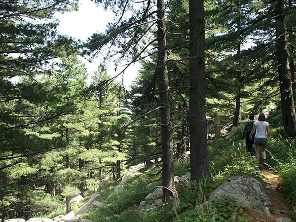 Molika Pine Forest