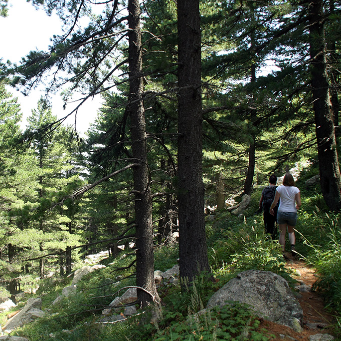 Molika Pine Forest